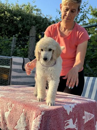 Großpudel (weiß) Mädchen