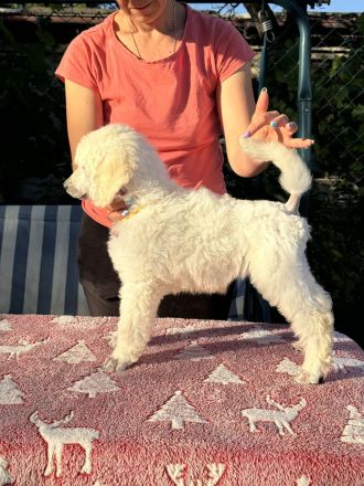 Großpudel (weiß) Mädchen