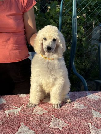 Großpudel (weiß) Mädchen