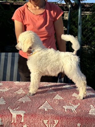 Großpudel (weiß) Mädchen