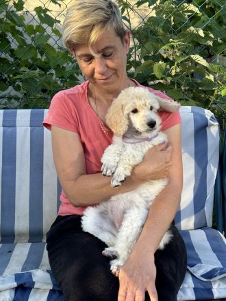 Großpudel (weiß) Mädchen