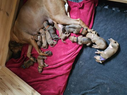 Rhodesian Ridgeback Welpen