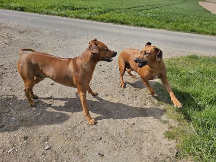 Rhodesian Ridgeback Welpen