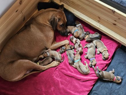 Rhodesian Ridgeback Welpen