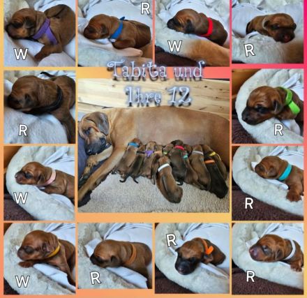 Rhodesian Ridgeback Welpen