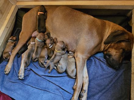Rhodesian Ridgeback Welpen
