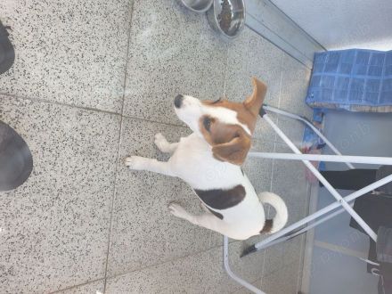 Jack Russel Terrier Welpe ( 4 Monate ) Tyson