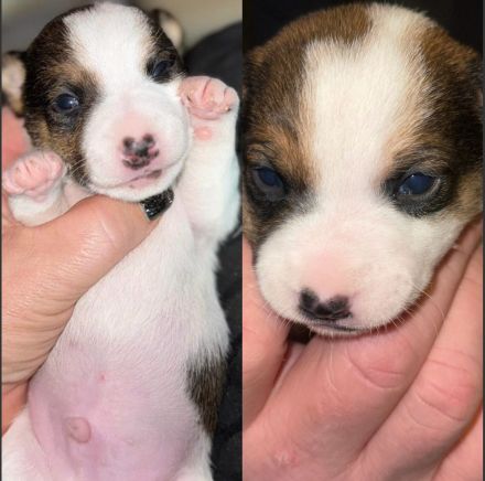 Jack Russel Terrier Welpe ( 4 Monate ) Tyson