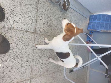 Jack Russel Terrier Welpe ( 4 Monate ) Tyson
