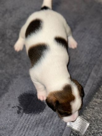 Jack Russel Terrier Welpe ( 4 Monate ) Tyson