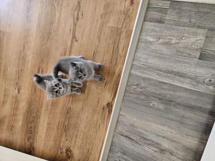 Bkh Kater sucht noch ein liebe volles Zuhause