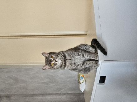 Bkh Kater sucht noch ein liebe volles Zuhause