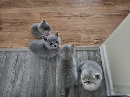 Bkh Kater sucht noch ein liebe volles Zuhause