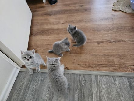 Bkh Kater sucht noch ein liebe volles Zuhause