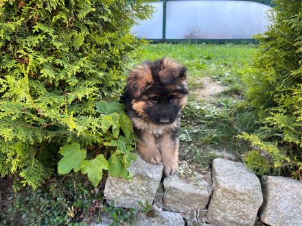 Welpen Deutscher Schäferhund langstockhaar