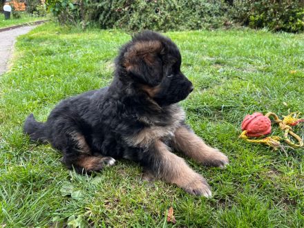 Welpen Deutscher Schäferhund langstockhaar