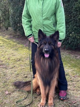 Welpen Deutscher Schäferhund langstockhaar