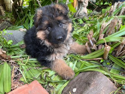 Welpen Deutscher Schäferhund langstockhaar