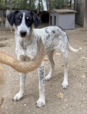 Benja, geb. ca. 05/2023, lebt in GRIECHENLAND, im städt. Tierheim Serres