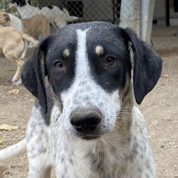 Benja, geb. ca. 05/2023, lebt in GRIECHENLAND, im städt. Tierheim Serres