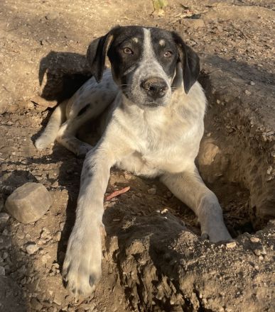 Benja, geb. ca. 05/2023, lebt in GRIECHENLAND, im städt. Tierheim Serres