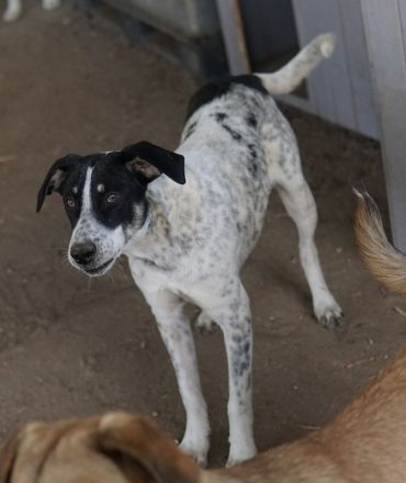 Benja, geb. ca. 05/2023, lebt in GRIECHENLAND, im städt. Tierheim Serres