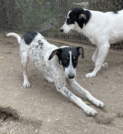 Benja, geb. ca. 05/2023, lebt in GRIECHENLAND, im städt. Tierheim Serres