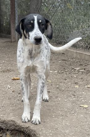 Benja, geb. ca. 05/2023, lebt in GRIECHENLAND, im städt. Tierheim Serres