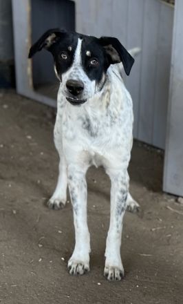 Benja, geb. ca. 05/2023, lebt in GRIECHENLAND, im städt. Tierheim Serres