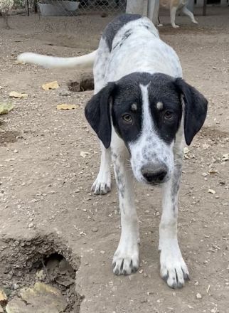 Benja, geb. ca. 05/2023, lebt in GRIECHENLAND, im städt. Tierheim Serres