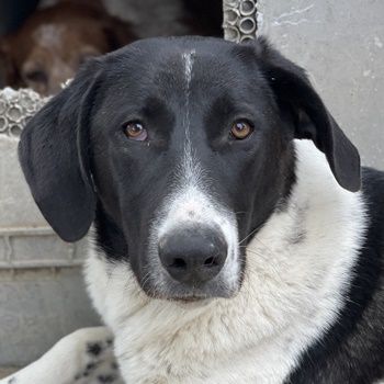 Adella, geb. ca. 01/2023, lebt in GRIECHENLAND, im städt. Tierheim Serres