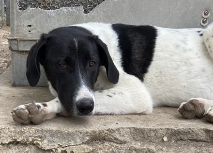 Adella, geb. ca. 01/2023, lebt in GRIECHENLAND, im städt. Tierheim Serres