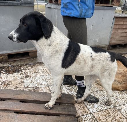 Adella, geb. ca. 01/2023, lebt in GRIECHENLAND, im städt. Tierheim Serres