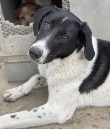 Adella, geb. ca. 01/2023, lebt in GRIECHENLAND, im städt. Tierheim Serres