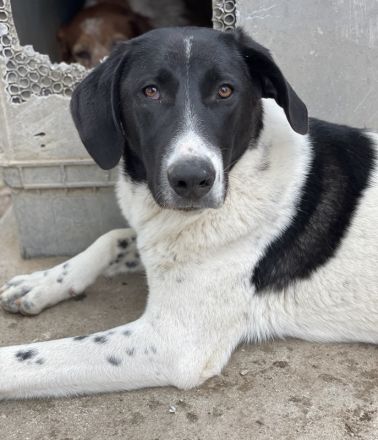 Adella, geb. ca. 01/2023, lebt in GRIECHENLAND, im städt. Tierheim Serres