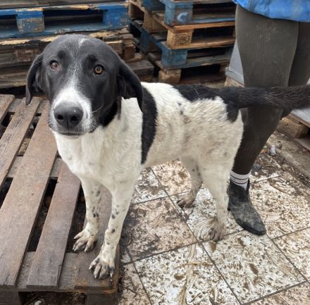 Adella, geb. ca. 01/2023, lebt in GRIECHENLAND, im städt. Tierheim Serres