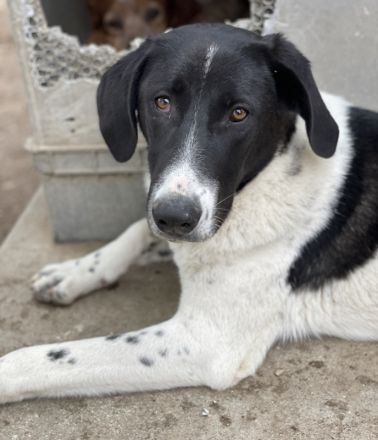 Adella, geb. ca. 01/2023, lebt in GRIECHENLAND, im städt. Tierheim Serres