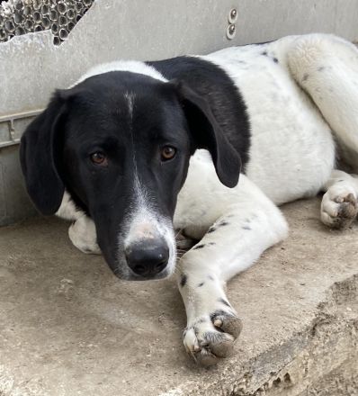 Adella, geb. ca. 01/2023, lebt in GRIECHENLAND, im städt. Tierheim Serres