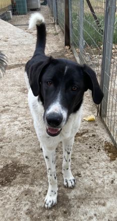 Adella, geb. ca. 01/2023, lebt in GRIECHENLAND, im städt. Tierheim Serres