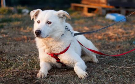 Lani sucht ein geduldiges Zuhause!