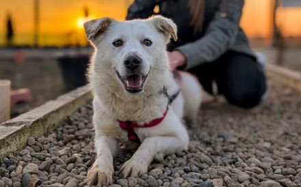 Lani sucht ein geduldiges Zuhause!