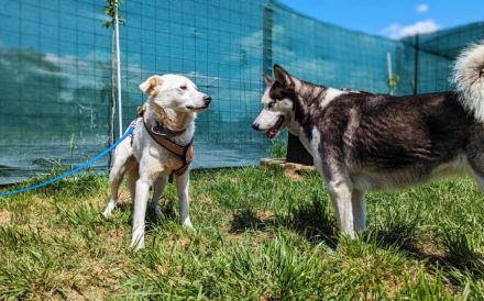 Lani sucht ein geduldiges Zuhause!