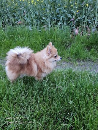 Pomeranian Pomerian Zwergspitz Bruder und Schwester Welpen suchen ein liebervolles Zuhause.