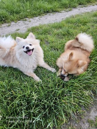Pomeranian Pomerian Zwergspitz Bruder und Schwester Welpen suchen ein liebervolles Zuhause.