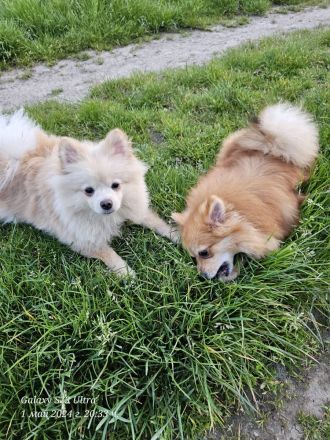 Pomeranian Pomerian Zwergspitz Bruder und Schwester Welpen suchen ein liebervolles Zuhause.