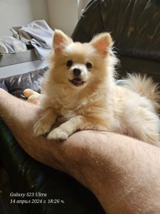 Pomeranian Pomerian Zwergspitz Bruder und Schwester Welpen suchen ein liebervolles Zuhause.