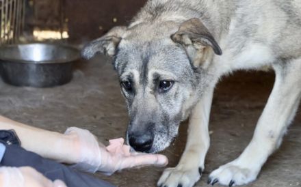 zaghafte Dana sucht ein eigenes Zuhause