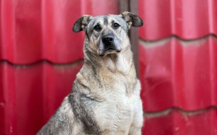 zaghafte Dana sucht ein eigenes Zuhause