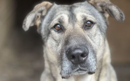 zaghafte Dana sucht ein eigenes Zuhause