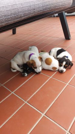 Jack Russel Welpen